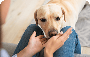 dog sniffing owners hands