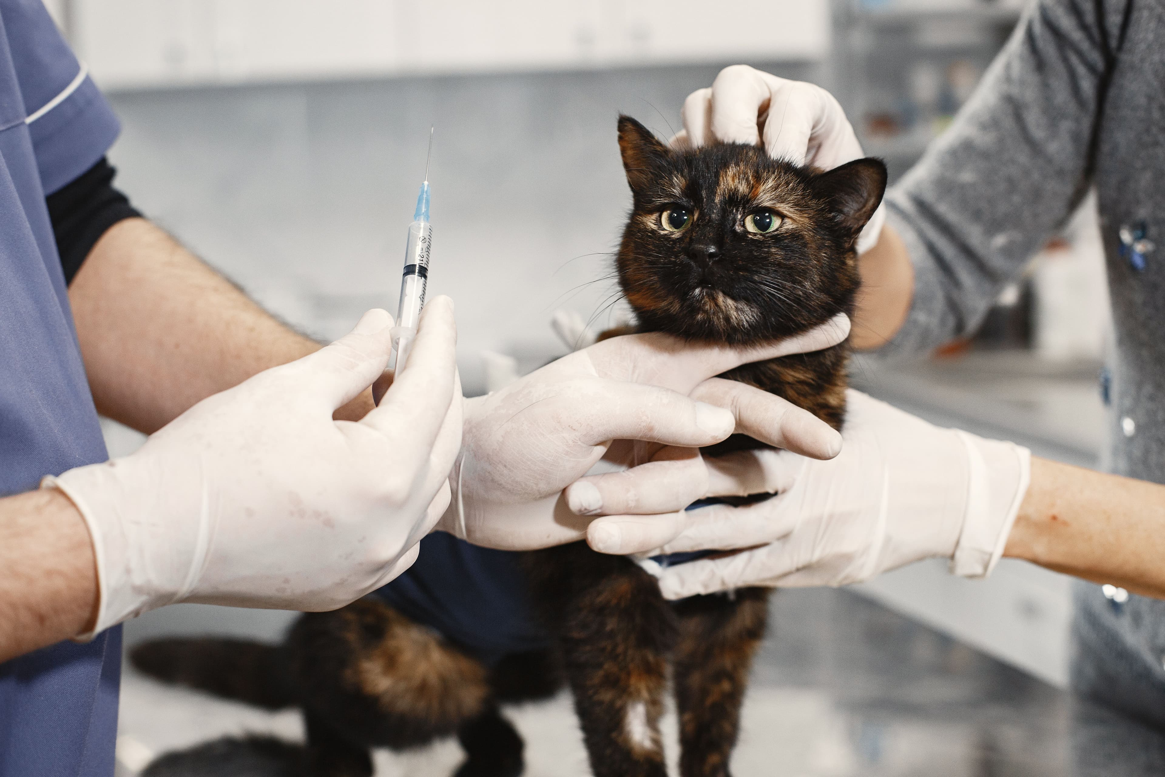 A tortoiseshell cat is gently held on the examination table while a vet in gloves holds a syringe.