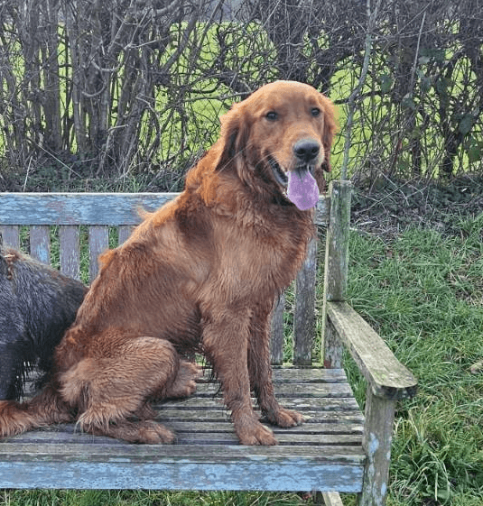 A profile image of Bramble