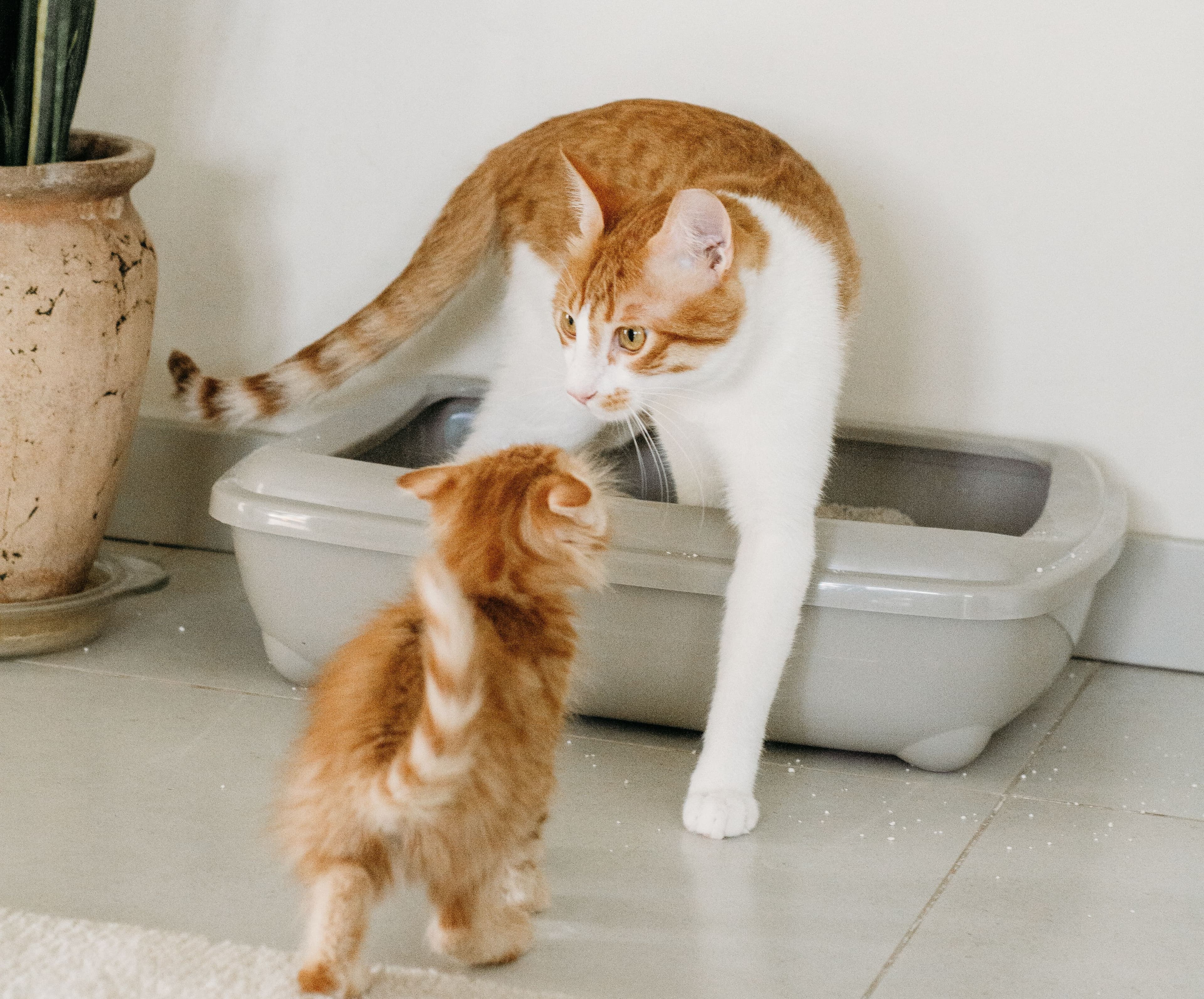 A ginger and white cat steps out of a grey litter tray while a fluffy ginger kitten walks towards it.