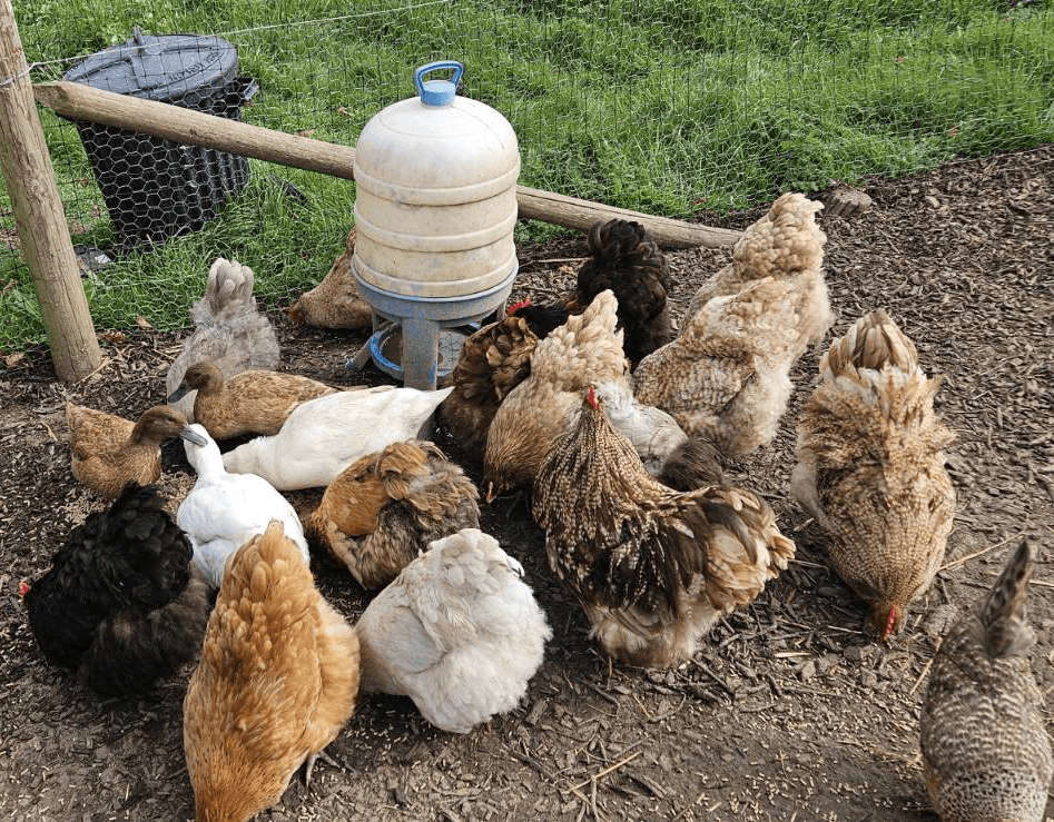 A profile image of The Cluck Squad