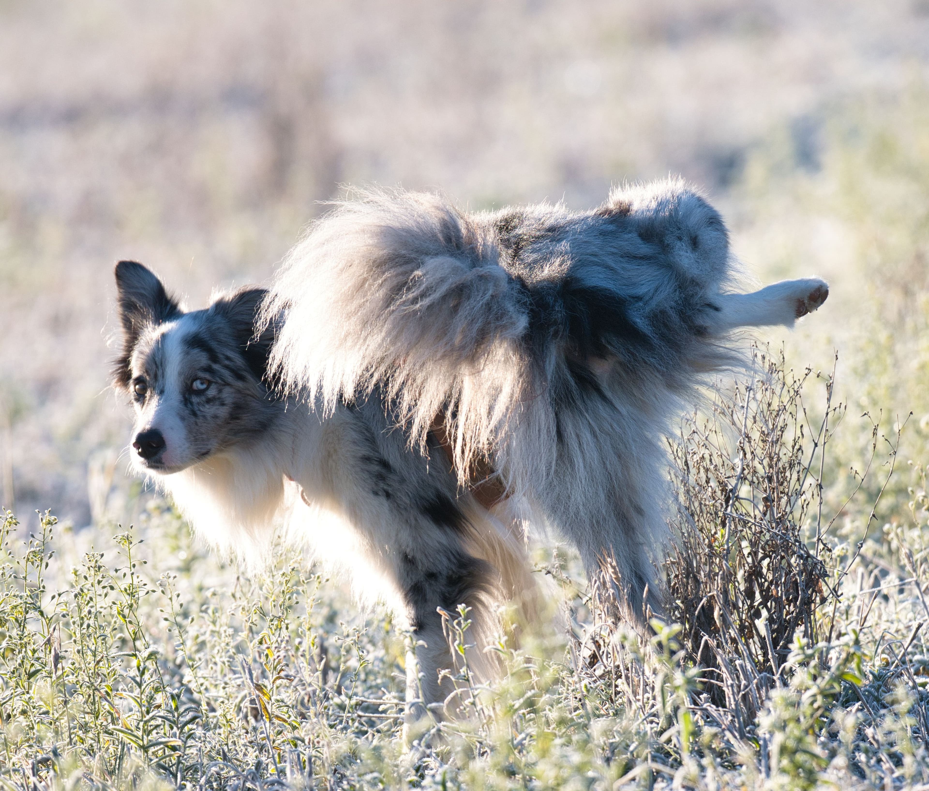 A fluffy blue merle dog lifts a back leg to wee among frost-covered plants on an early morning walk.