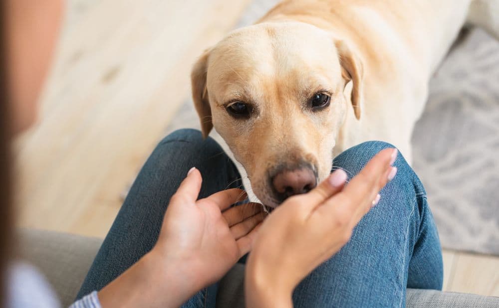 labrador dog sniffing owners hands