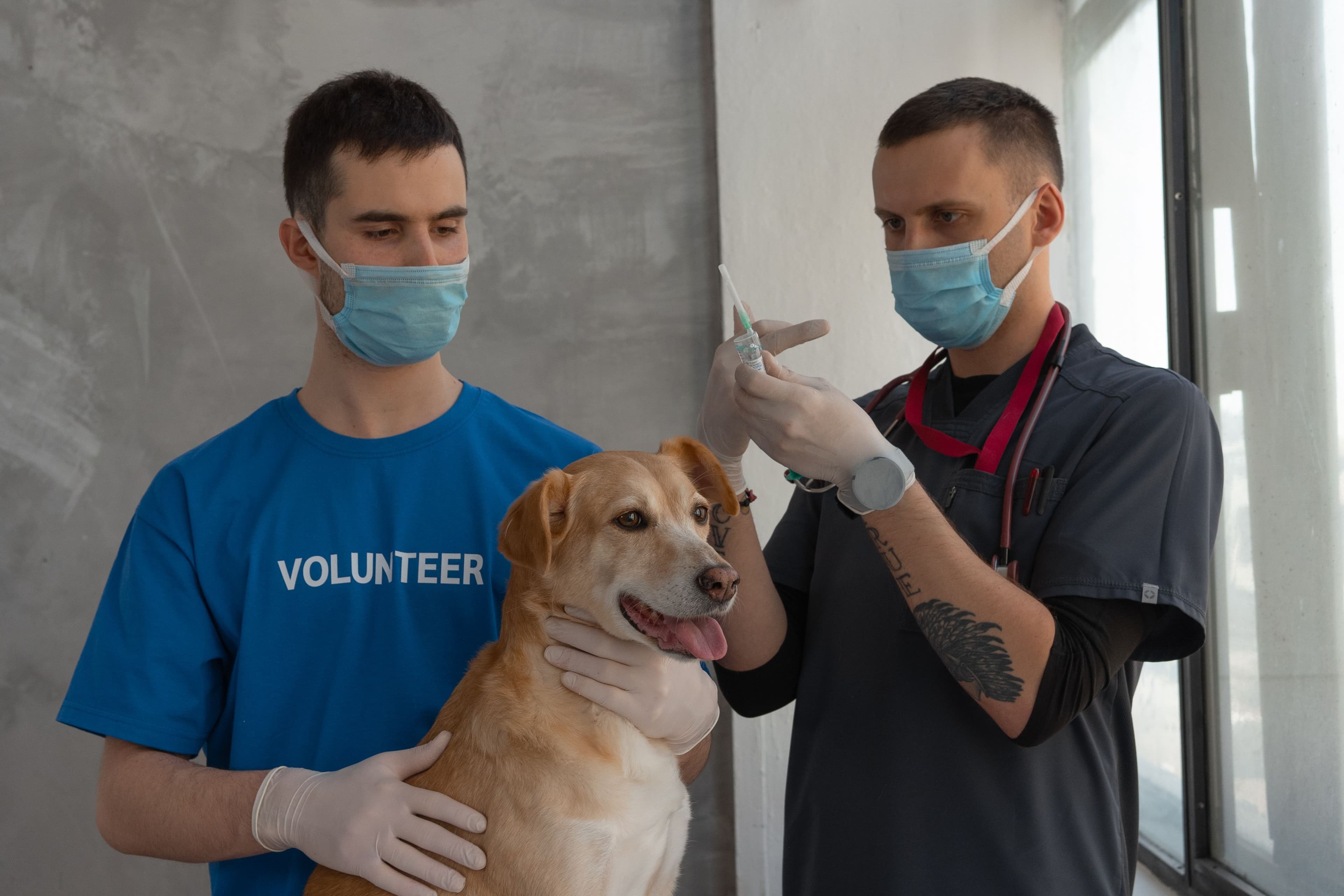 A vet in scrubs prepares a syringe while a helper gently holds a calm, happy golden dog still.