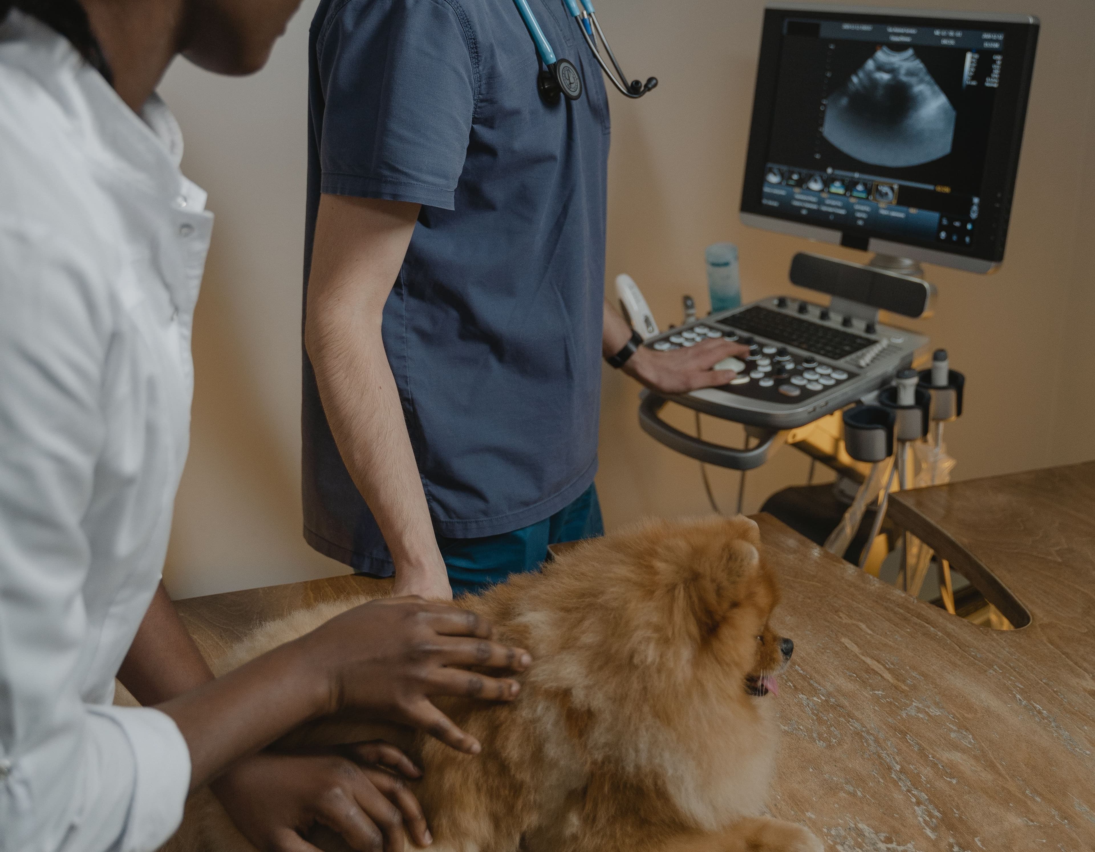 A vet studies an ultrasound screen while a veterinary nurse gently holds a small, fluffy dog on the examination table.